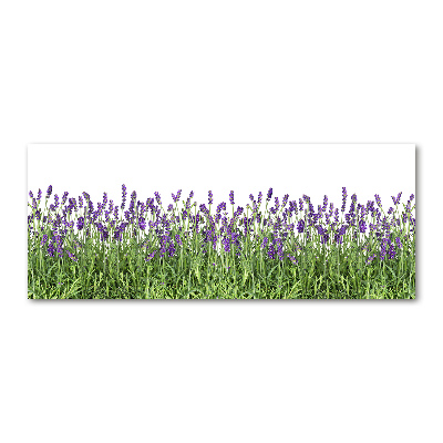 Quadro in vetro acrilico Fiori di lavanda