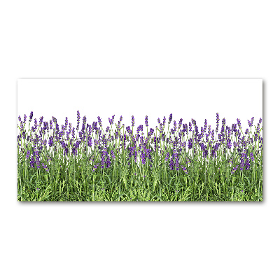 Quadro in vetro acrilico Fiori di lavanda