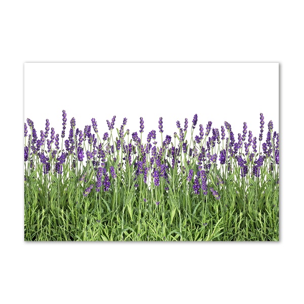 Quadro in vetro acrilico Fiori di lavanda