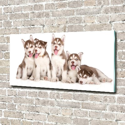 Quadro vetro acrilico Cuccioli di husky