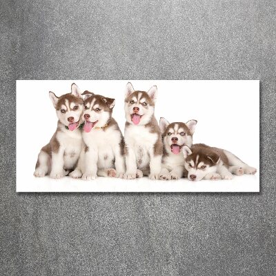 Quadro vetro acrilico Cuccioli di husky