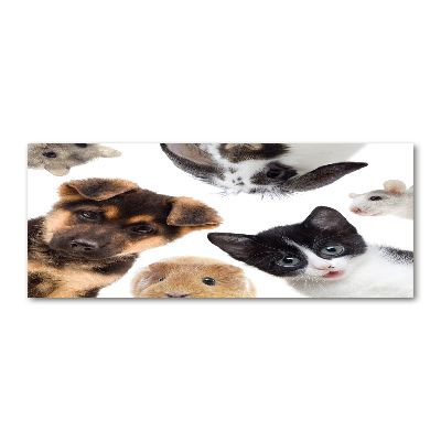 Quadro su vetro acrilico Animali domestici