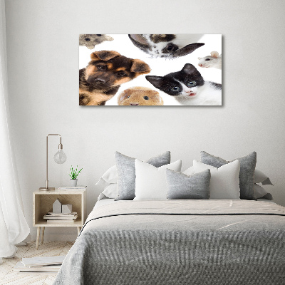 Quadro su vetro acrilico Animali domestici