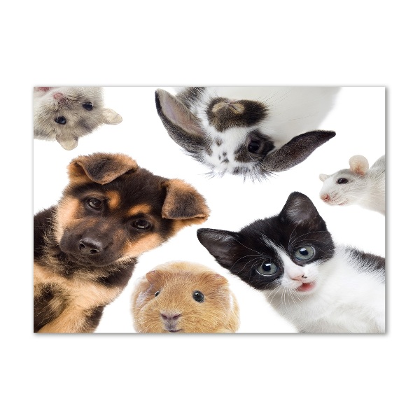 Quadro su vetro acrilico Animali domestici