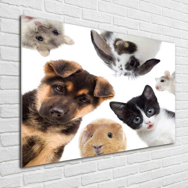 Quadro su vetro acrilico Animali domestici