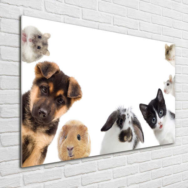 Quadro in vetro acrilico Animali domestici