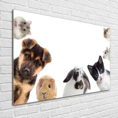 Quadro in vetro acrilico Animali domestici