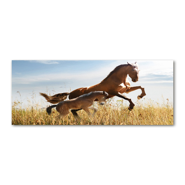 Quadro su vetro acrilico Giumenta con puledro