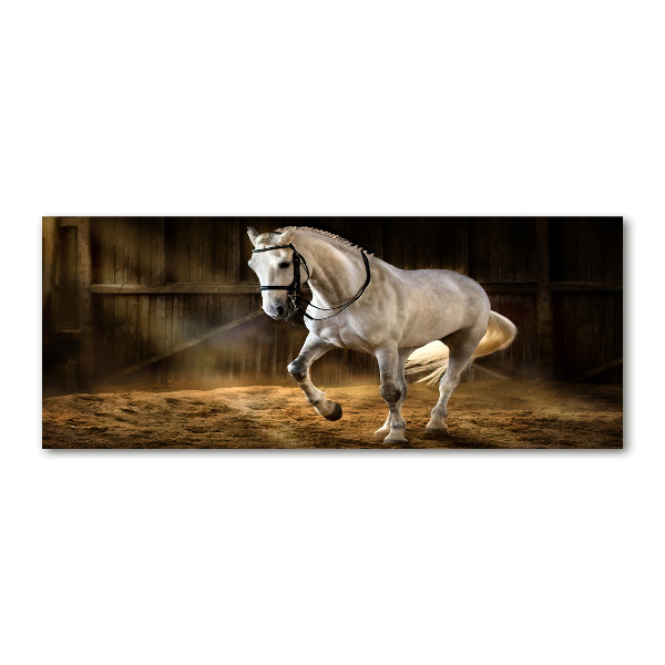 Quadro in vetro acrilico Cavallo bianco nella stalla