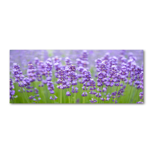 Quadro su vetro acrilico Lavanda