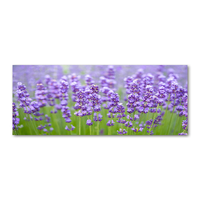 Quadro su vetro acrilico Lavanda