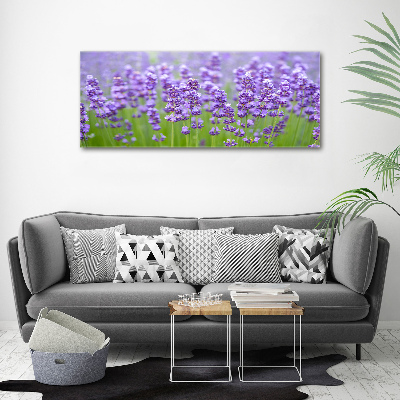 Quadro su vetro acrilico Lavanda