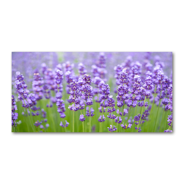 Quadro su vetro acrilico Lavanda