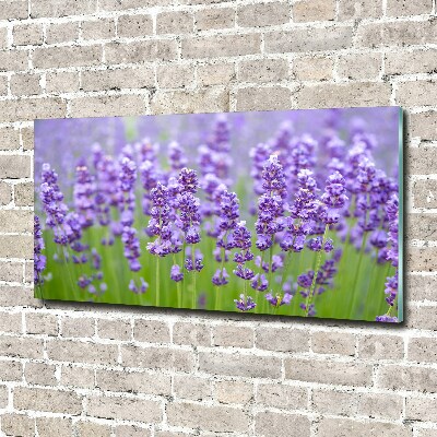 Quadro su vetro acrilico Lavanda