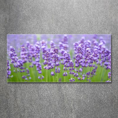 Quadro su vetro acrilico Lavanda