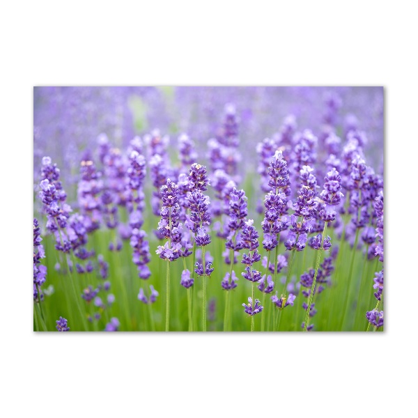 Quadro su vetro acrilico Lavanda