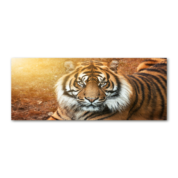 Quadro in vetro acrilico Tigre del Bengala