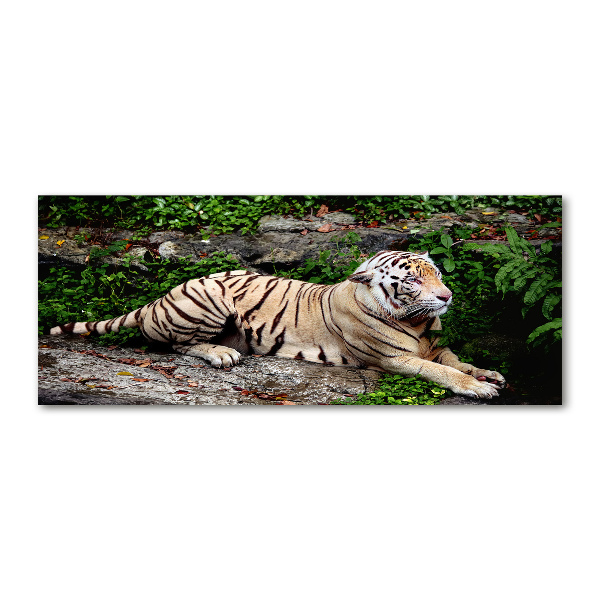Quadro vetro acrilico Tigre su una roccia