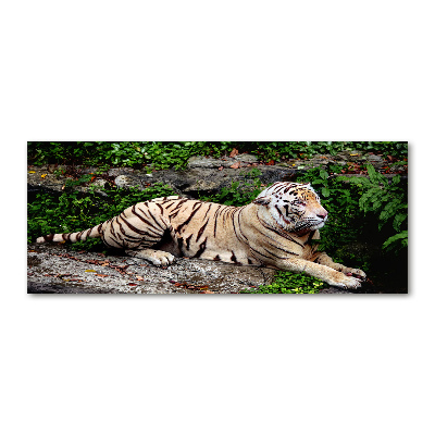 Quadro vetro acrilico Tigre su una roccia
