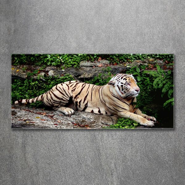 Quadro vetro acrilico Tigre su una roccia