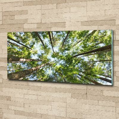 Quadro vetro acrilico Chioma dell'albero