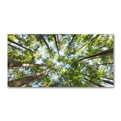 Quadro vetro acrilico Chioma dell'albero