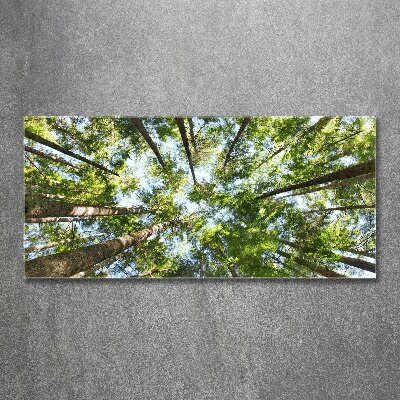 Quadro vetro acrilico Chioma dell'albero