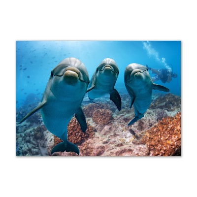 Quadro in vetro acrilico Delfini