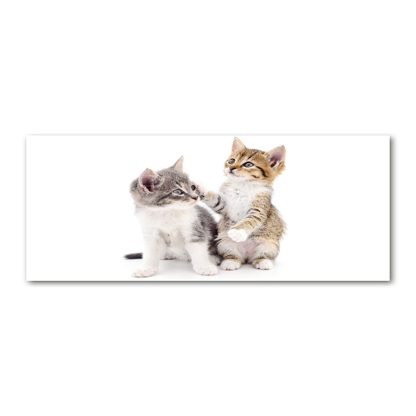 Quadro su vetro acrilico Due gattini