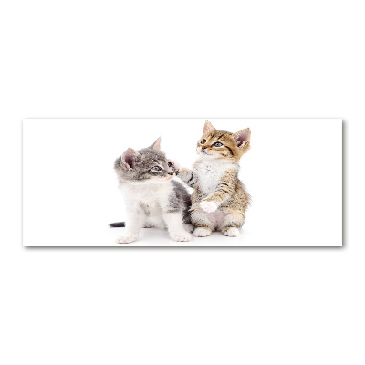 Quadro su vetro acrilico Due gattini