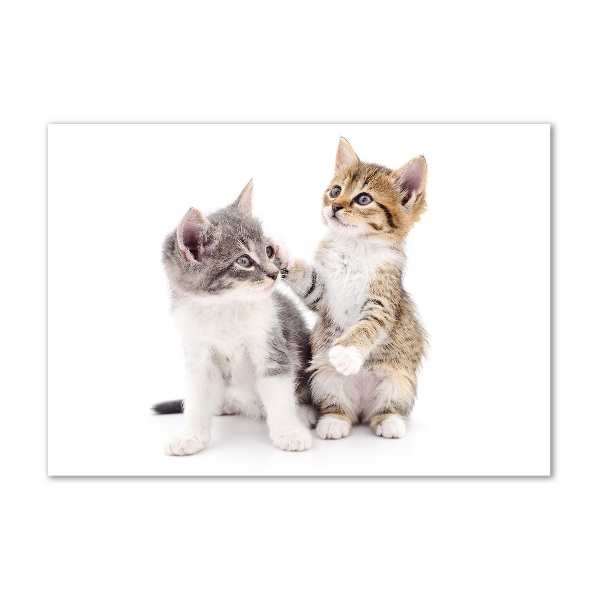 Quadro su vetro acrilico Due gattini