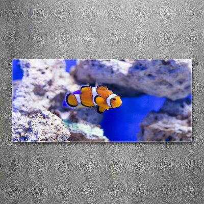 Quadro vetro acrilico Pesce pagliaccio della barriera corallina