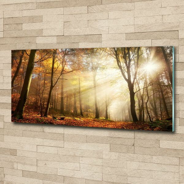 Quadro su vetro acrilico Nebbia nella foresta