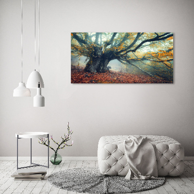 Quadro su vetro acrilico Vecchio albero