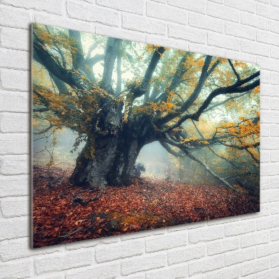 Quadro su vetro acrilico Vecchio albero