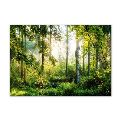 Quadro vetro acrilico Foresta baciata dal sole del mattino