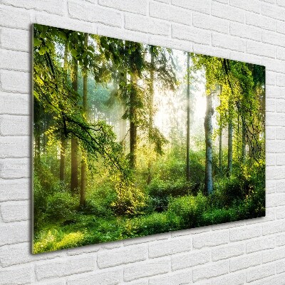 Quadro vetro acrilico Foresta baciata dal sole del mattino