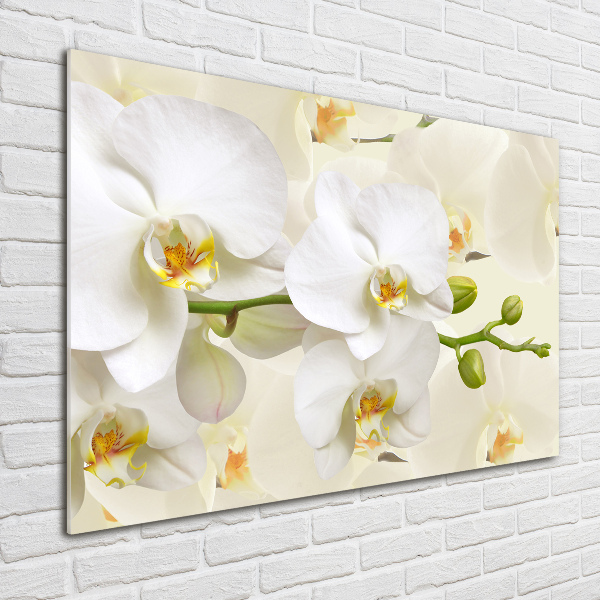 Quadro in vetro acrilico Orchidea