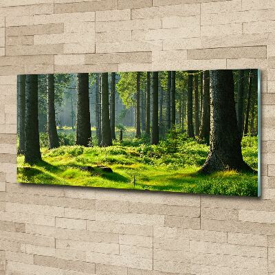 Quadro in vetro acrilico Foresta di abeti rossi