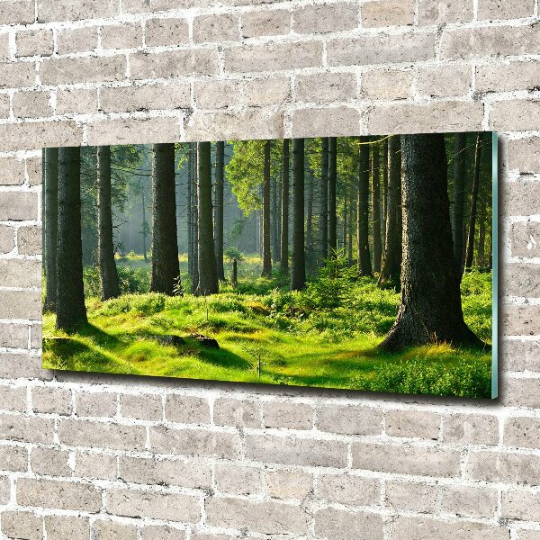 Quadro in vetro acrilico Foresta di abeti rossi