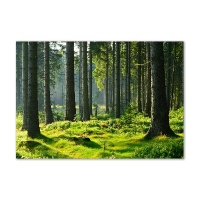 Quadro in vetro acrilico Foresta di abeti rossi