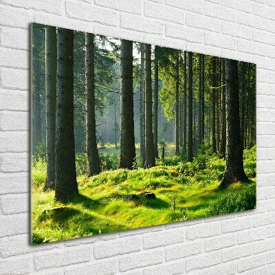 Quadro in vetro acrilico Foresta di abeti rossi