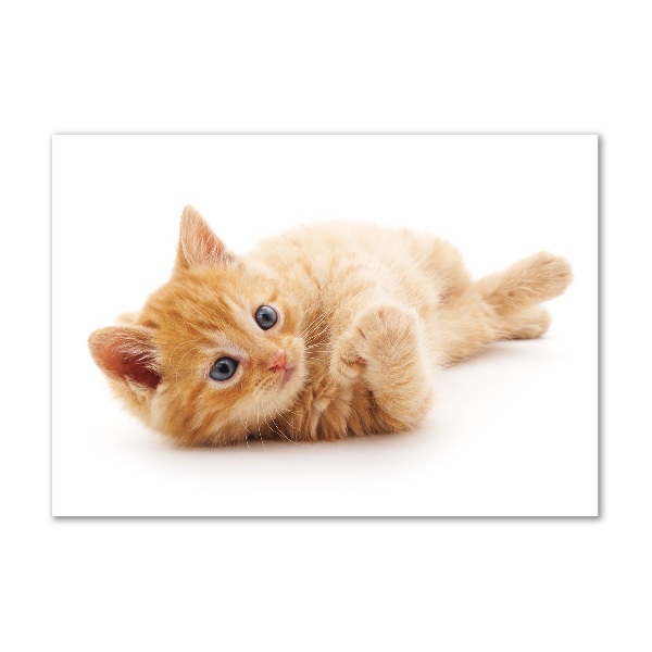 Quadro vetro acrilico Gatto rosso