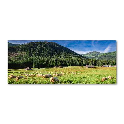 Quadro vetro acrilico Pecore sui monti Tatra