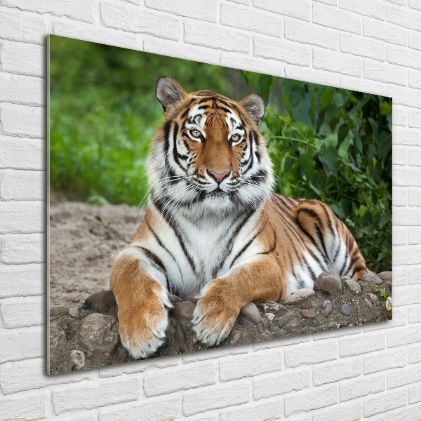 Quadro in vetro acrilico Tigre siberiana