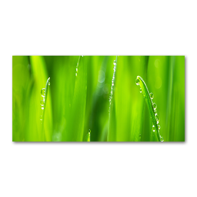 Quadro in vetro acrilico Avena giovane