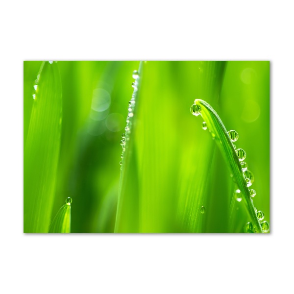 Quadro in vetro acrilico Avena giovane