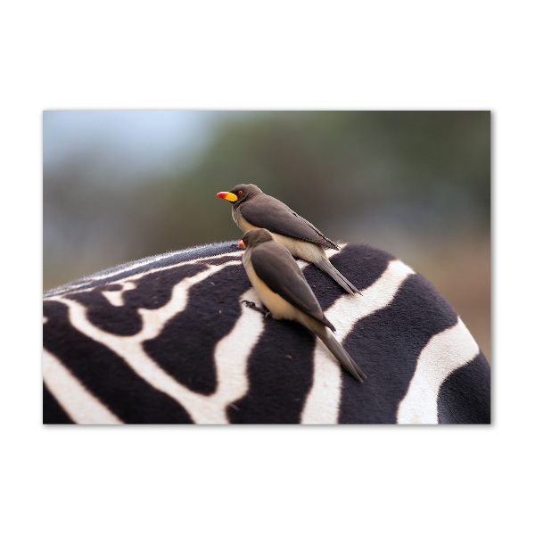 Quadro su vetro acrilico Uccelli e zebra