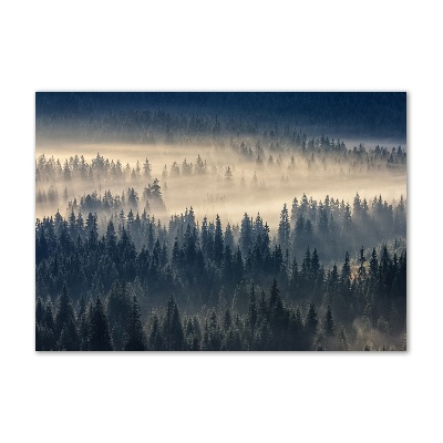 Quadro vetro acrilico Nebbia sulla foresta