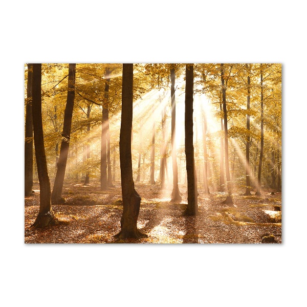 Quadro vetro acrilico Foresta in autunno